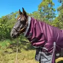Black horse wearing Love My Horse winter horse rug combo with plum top and black lower.