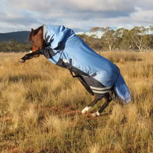 Rearing horse wearing blue Love My Horse 1200 Denier Rainsheet Combo