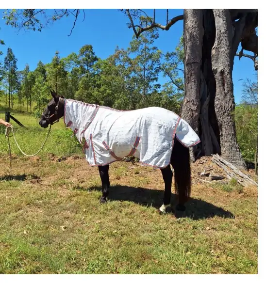 Black horse wearing pink check summer horse rug