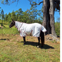 Black horse wearing pink check summer horse rug