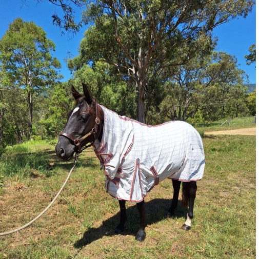 Black horse wearing pink check summer horse rug