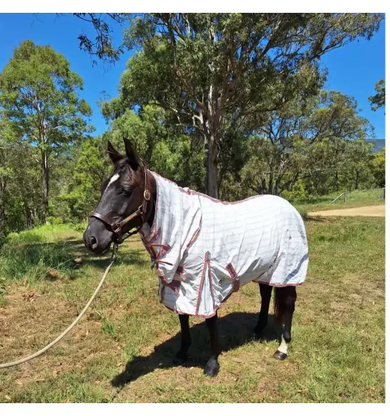Black horse wearing pink check summer horse rug