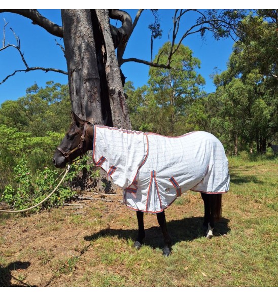 Black horse wearing pink check summer horse rug