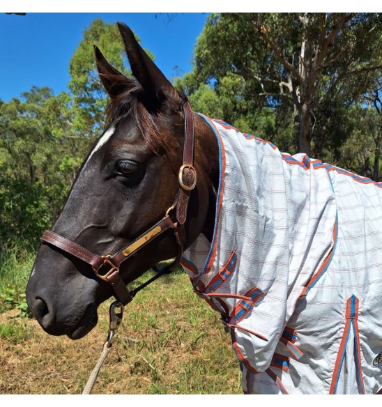 Summer Cotton Combo Horse Rugs Blush|Horse Rugs | LOVE MY HORSE - Australia