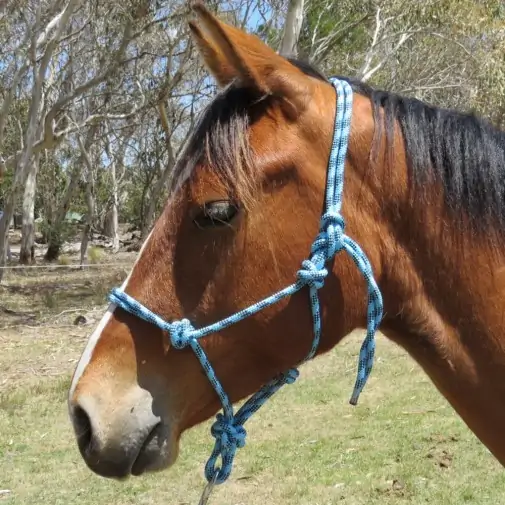 Horse wearing blue rope halter