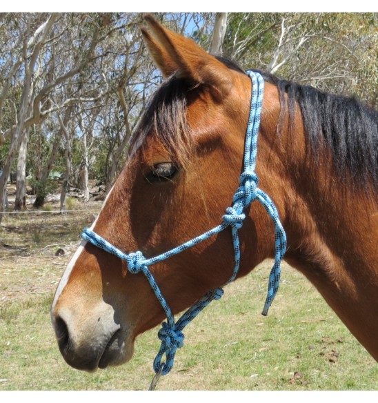 Horse wearing blue rope halter