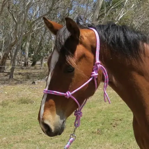 Horse wearing pink rope halter