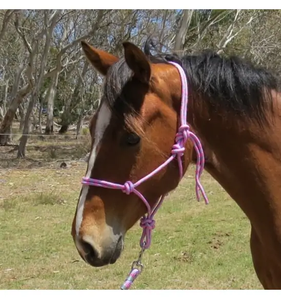 Horse wearing pink rope halter
