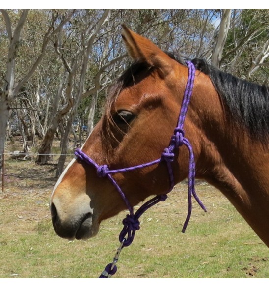 Horse wearing purple rope halter
