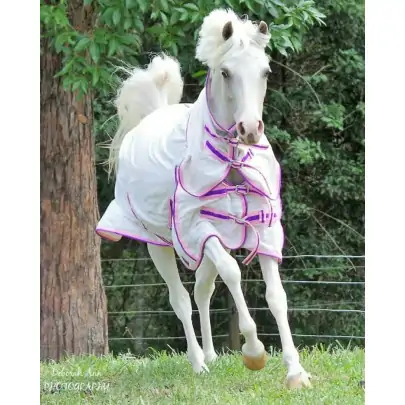 Pretty Aredelle Miniature horse wearing pink for summer. This gorgous cotton combo for summer with uv and insect protection 2