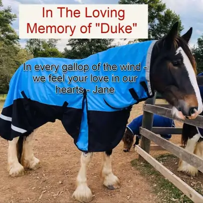 Clydesdale Winter Combo Heavy Horse Rugs Blue 2