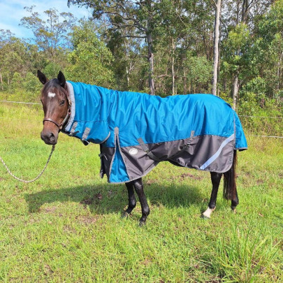 Brown horse wearing green Love My Horse rug with neck