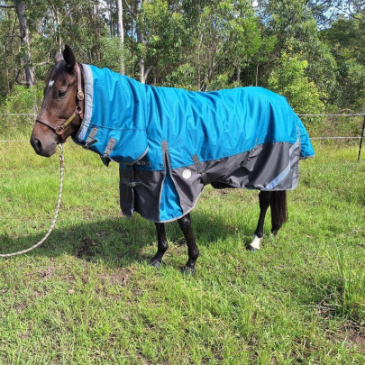 Brown horse wearing green Love My Horse rug with neck 2