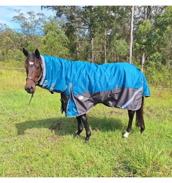 Horse wearing turquios rug with neck attached