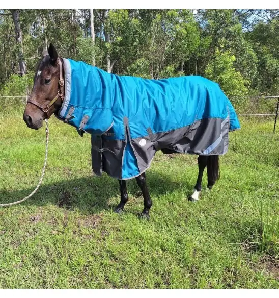 Horse wearing turquios rug with neck attached