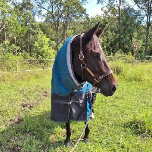 Horse wearing turquios rug with neck attached