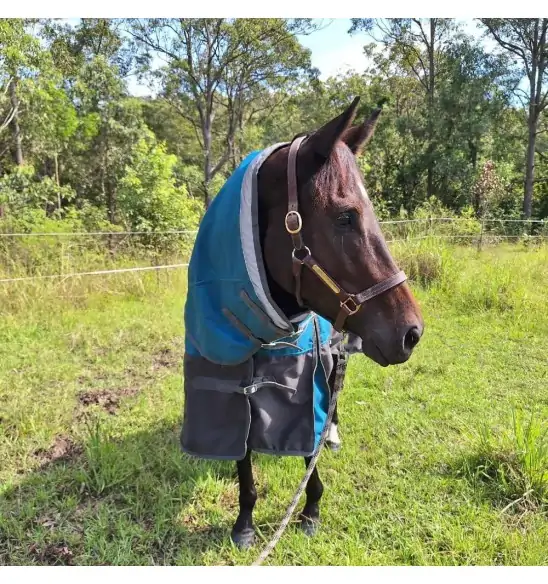 Horse wearing turquios rug with neck attached