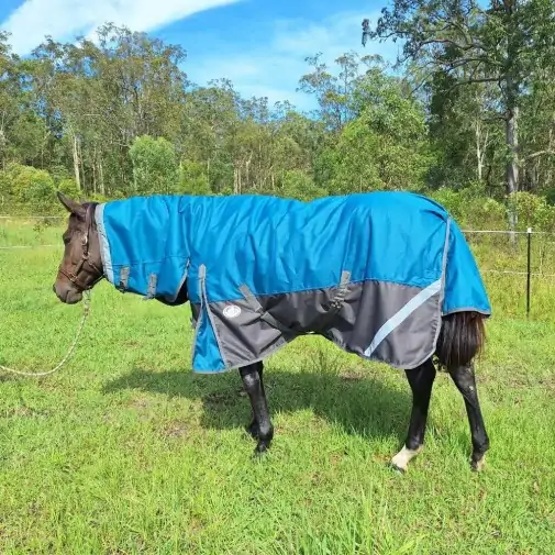 Horse wearing turquios rug with neck attached