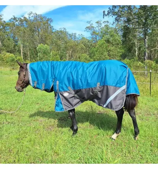 Horse wearing turquios rug with neck attached