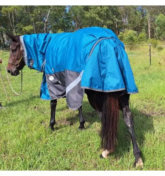 Horse wearing turquios rug with neck attached