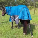 Horse wearing turquios rug with neck attached