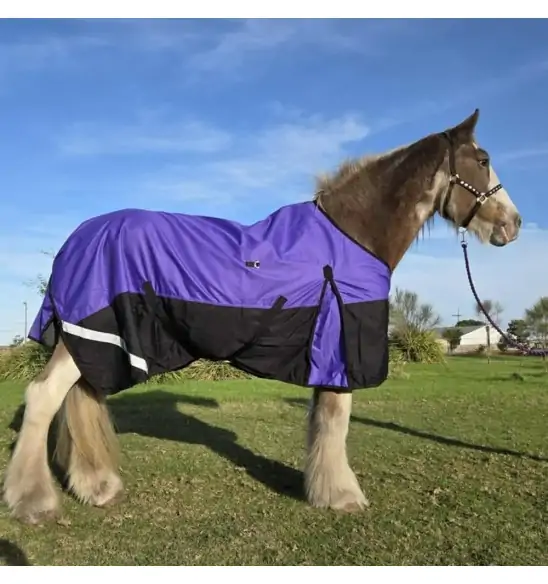 Clydesdale horse wearing a purple love my horse rug