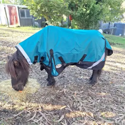 Aradelle Miniature Horse wearing Love My Horse Turquise 1200 Denier waterproof rainsheet combo 2