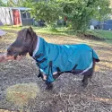 Mini pony wearing Love My Horse Turquise/black  1200 denier rainsheet combo