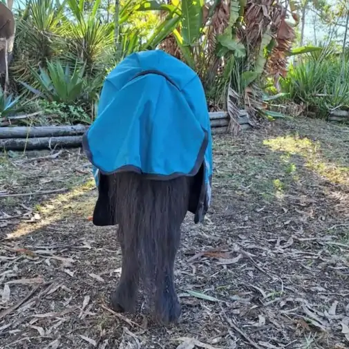 Mini pony wearing Love My Horse Turquise/black  1200 denier rainsheet combo