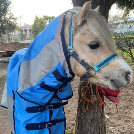 Cute palomino pony wearing Love My Horse Rainsheet mesh hybrid in blue rainhseet topline with silver mesh side panels