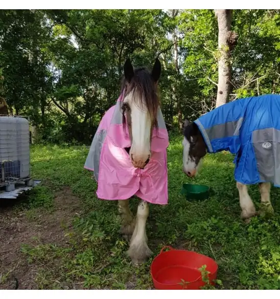 Clydesdale Rain Hybrid Combo Heavy Horse Rugs Pink|Horse Rugs | LOVE MY HORSE - Australia