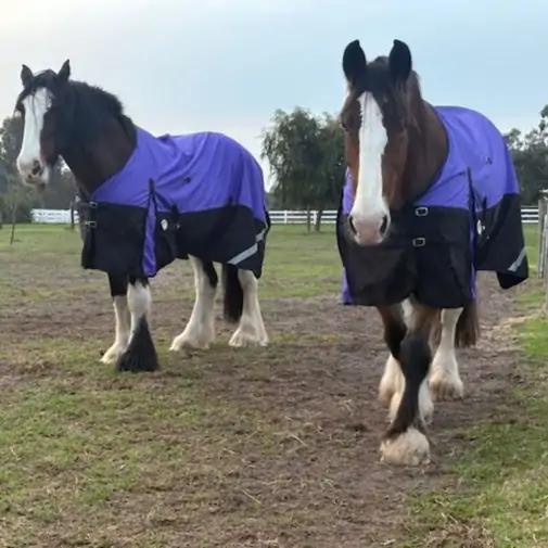 Clydesdale Rainsheet Heavy Horse Rugs Purple|Horse Rugs | LOVE MY HORSE - Australia
