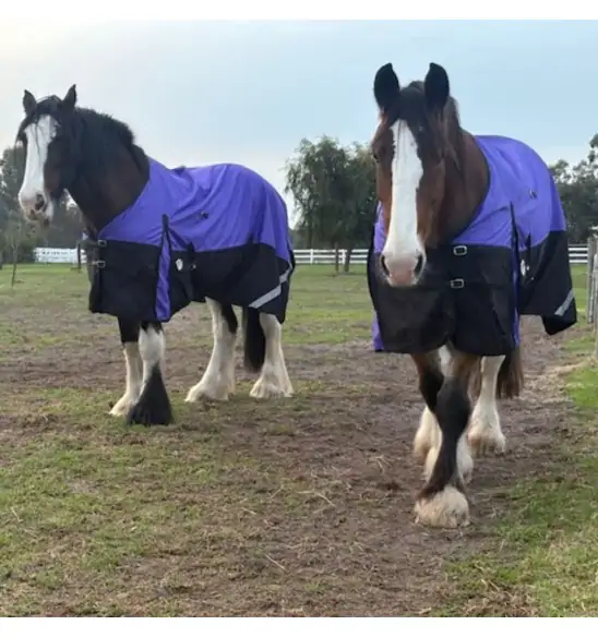 Clydesdale Rainsheet Heavy Horse Rugs Purple|Horse Rugs | LOVE MY HORSE - Australia