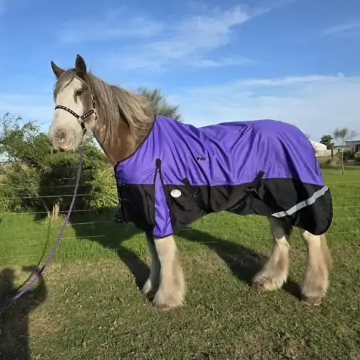 Clydesdale Rainsheet Heavy Horse Rugs Purple|Horse Rugs | LOVE MY HORSE - Australia