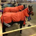 1200D Winter 180g Combo Horse Rugs Orange|Horse Rugs | LOVE MY HORSE - Australia