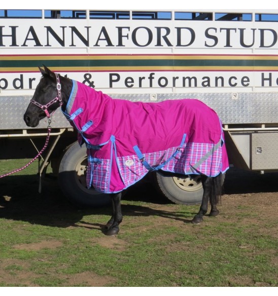 Horse wearing love my horse Pink Check Winter Combo