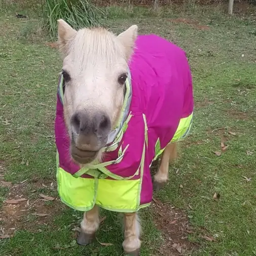 Miniature 600D Rainsheet Combo Horse Rugs Pink Lime|Horse Rugs | LOVE MY HORSE - Australia