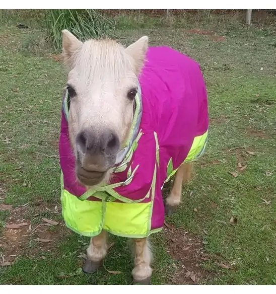 Miniature 600D Rainsheet Combo Horse Rugs Pink Lime|Horse Rugs | LOVE MY HORSE - Australia