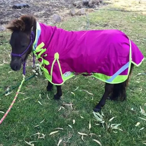 Miniature 600D Rainsheet Combo Horse Rugs Pink Lime|Horse Rugs | LOVE MY HORSE - Australia