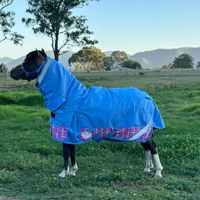 Love My Horse rugs shown on real miniature horses from Aradelle Miniatures for accurate fit and sizing.