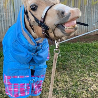 Love My Horse rugs shown on real miniature horses from Aradelle Miniatures for accurate fit and sizing. 2