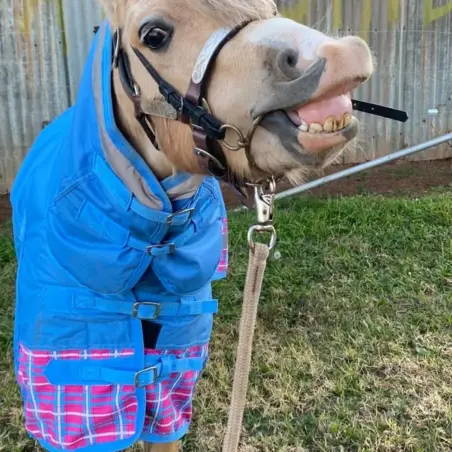 Mini winter combo rug designed for little horses with a smaller chest fit.