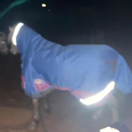 Reflective detailing glows in low light to help keep little horses visible at night.