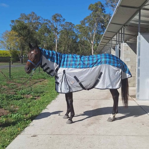 Rainsheet IR3535 Fly Repellent Hybrid Horse Rug | Pink|Horse Rugs | LOVE MY HORSE - Australia