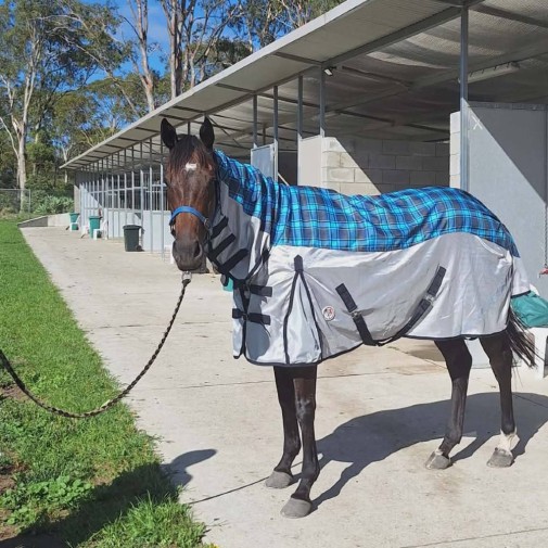 Mini Rainsheet IR3535 Fly Repellent Hybrid Horse Rug Pink|Horse Rugs | LOVE MY HORSE - Australia