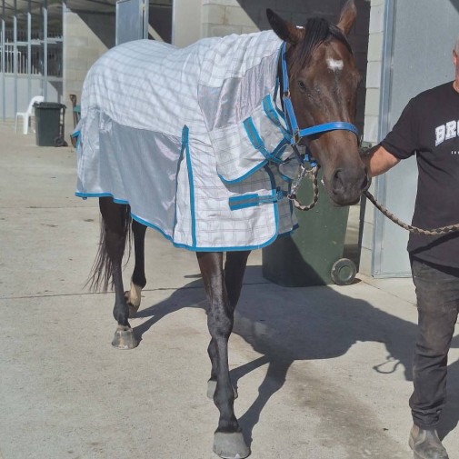 Cotton IR3535 Fly Repellent Hybrid Horse Rug | Blue|Horse Rugs | LOVE MY HORSE - Australia