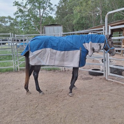 Canvas mesh hybrid horse rug with breathable mesh sides