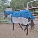 Canvas and mesh combo horse rug