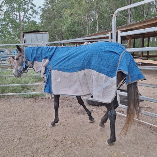 Canvas and mesh combo horse rug