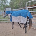 Canvas and mesh combo horse rug